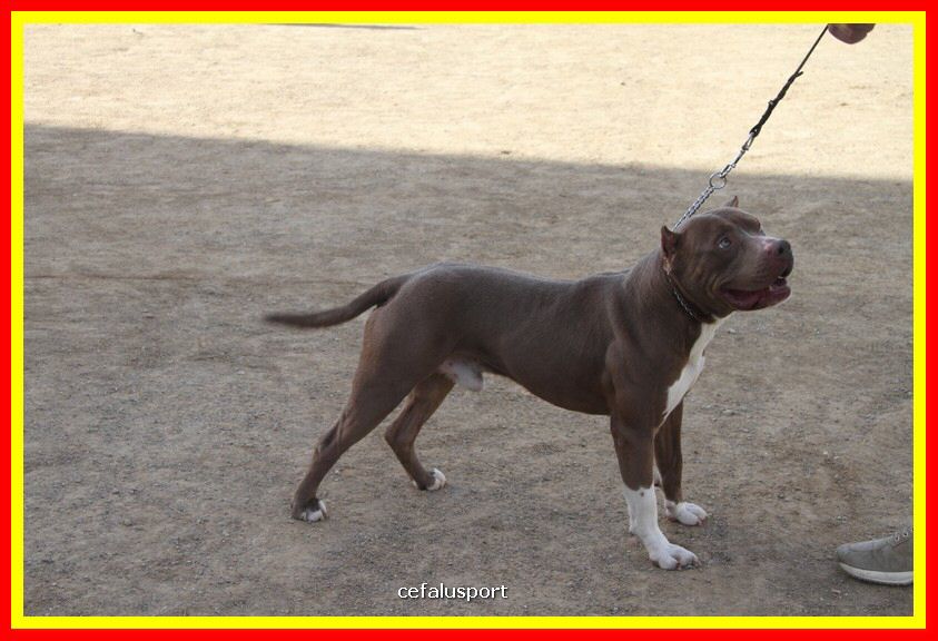 180311 mostra_canina 124.jpg